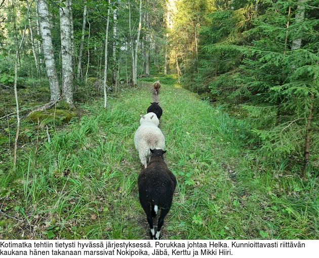 Kotimatka tehtiin tietysti hyvss jrjestyksess. Porukkaa johtaa Helka. Kunnioittavasti riittvn kaukana hnen takanaan marssivat Nokipoika, Jb, Kerttu ja Mikki Hiiri.