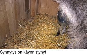 Synnytys on kynnistynyt