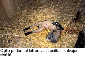 Oljille pudonnut kili on viel osittain kalvojen sisll