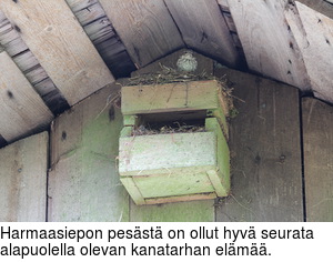 Harmaasiepon pesst on ollut hyv seurata alapuolella olevan kanatarhan elm.