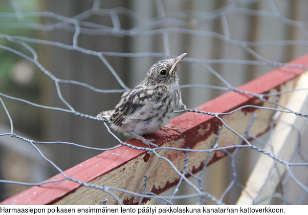 Harmaasiepon poikasen ensimminen lento ptyi pakkolaskuna kanatarhan kattoverkkoon.