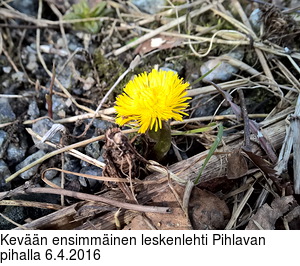 Kevn ensimminen leskenlehti Pihlavan pihalla 6.4.2016
